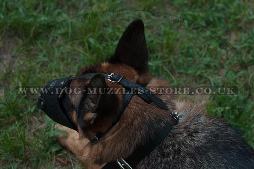 German Shepherd Dog Muzzle