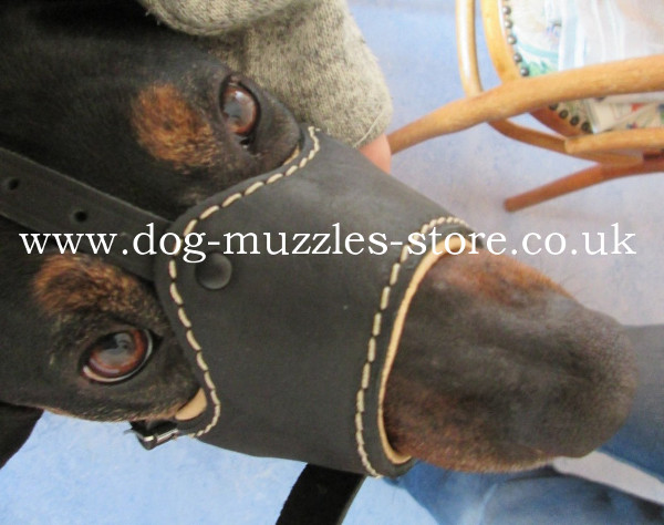 Leather dog collar for sale