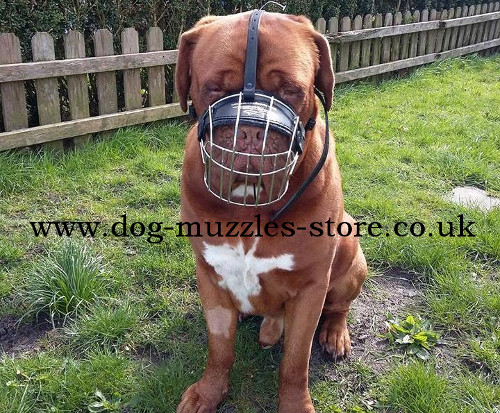 Dog muzzle for Dogue De Bordeaux UK