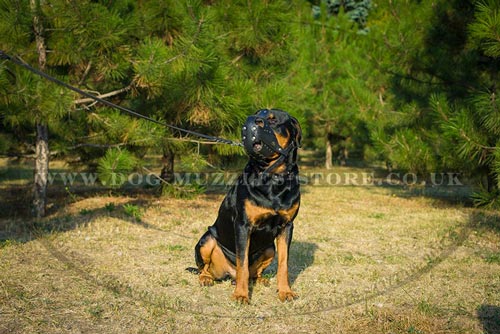 K9 Rottweiler Muzzle UK