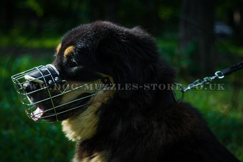 Dog Basket Muzzle for Tibetian Mastiff