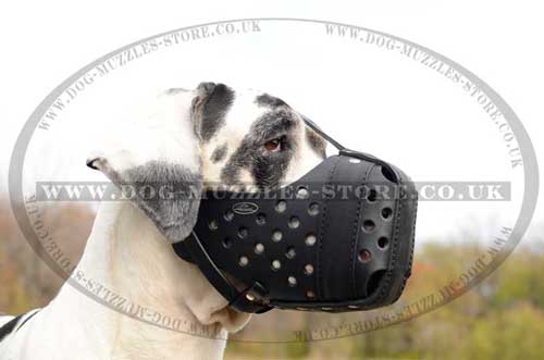 large dog muzzle