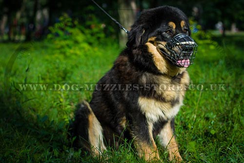 Large Dog Muzzle for Tibetian Mastiff Size