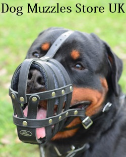 leather dog muzzle UK bestseller