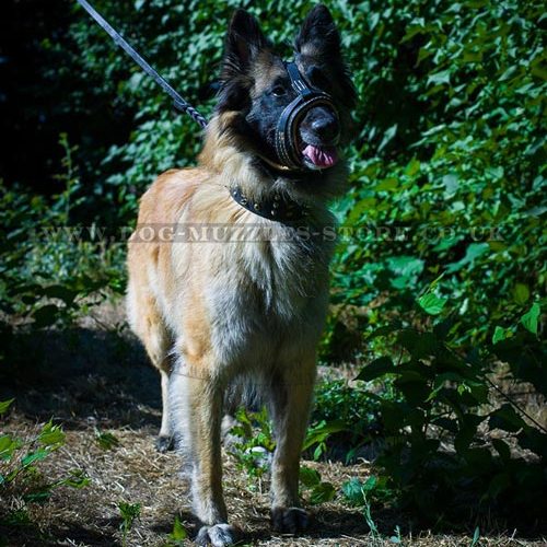 Leather Dog Muzzle Loop for Belgian Shepherd Tervuren