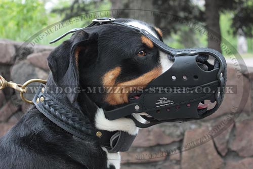 Leather Dog Muzzle for Swiss Mountain Dog