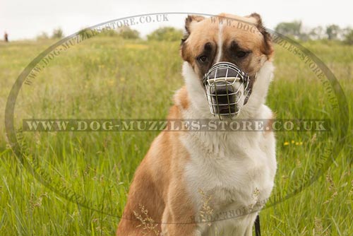 Central Asian Shepherd Dog Muzzle that Allows Drinking