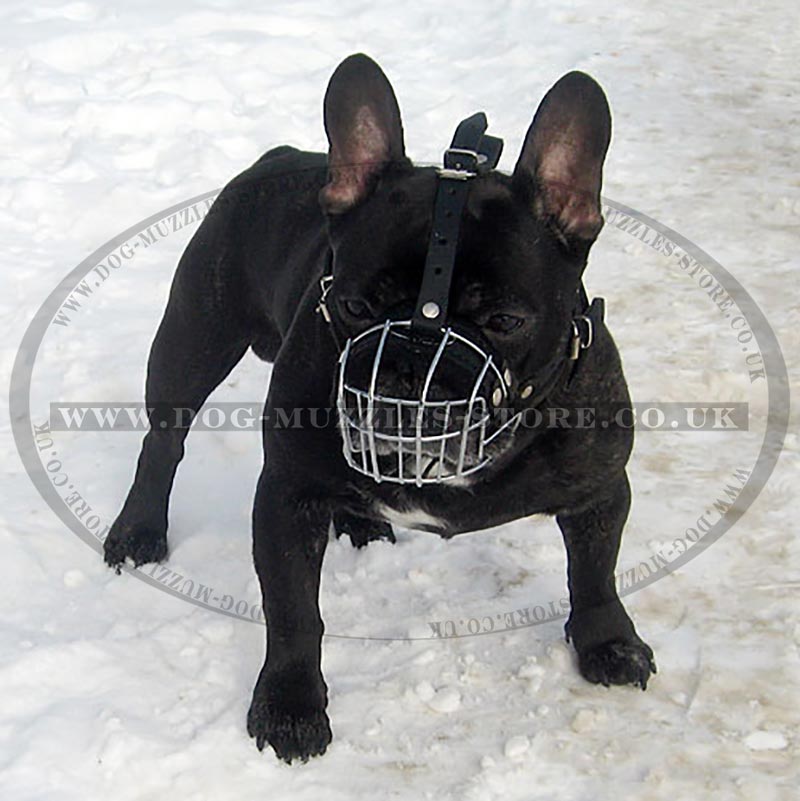 French Bulldog Muzzle