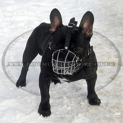 French Bulldog muzzle UK