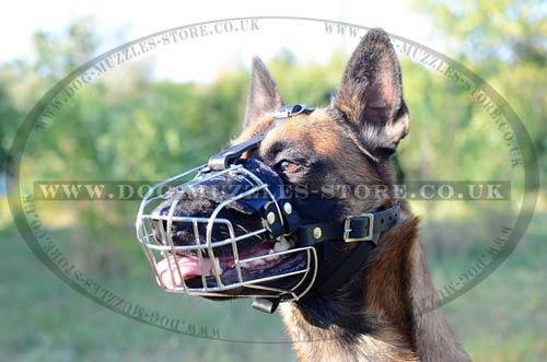 Belgian Malinois muzzle