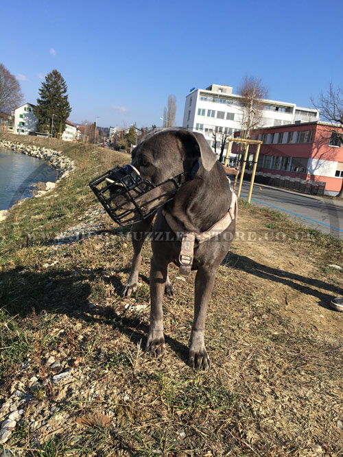 Cane Corso Muzzle for Dogs