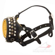 Everyday Fashionable Dog Muzzle