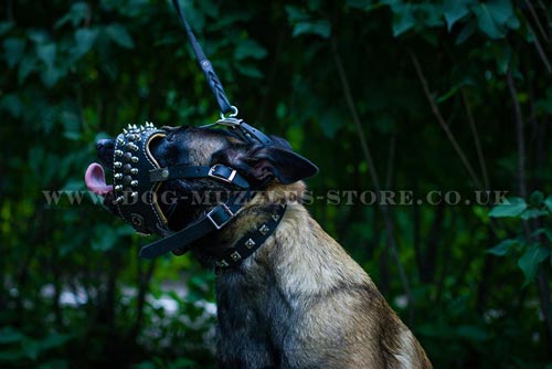 Designer Dog Muzzle for Belgian Malinois