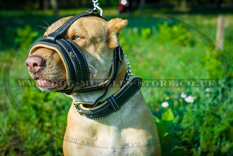 Bully muzzle top