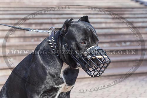 Wire Dog Muzzle for Cane Corso