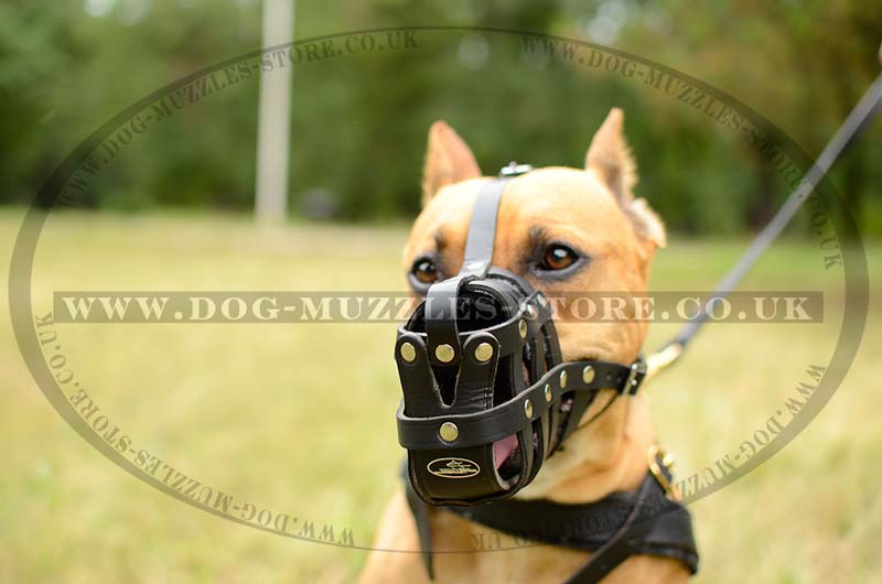 Leather Basket Muzzle For Pitbull