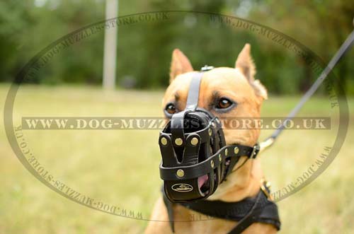 Pit bull muzzle for dogs UK