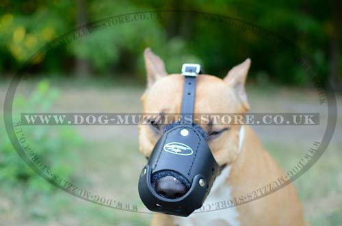 Pitbull Training Dog Muzzle