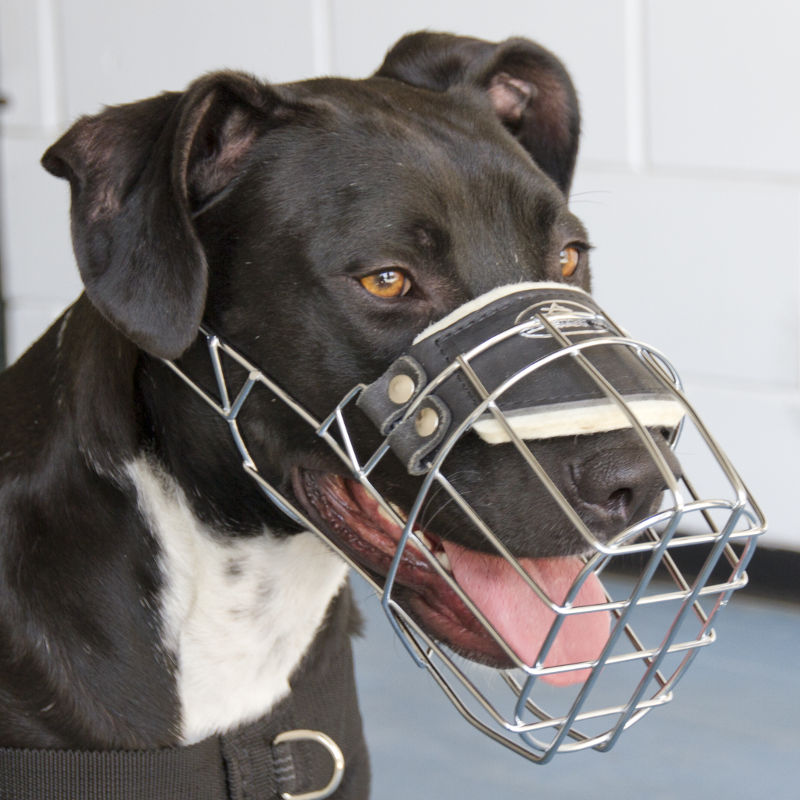 Dog Muzzle That Allows Drinking