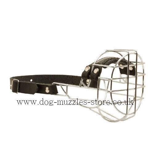 The Best Small Dog Muzzles UK