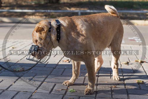 Shar Pei Muzzle UK