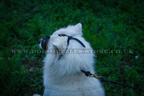 Anti Bark Muzzle on Samoyed Pictures