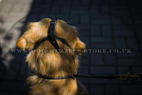 Leather Dog Muzzle for Golden Retriever