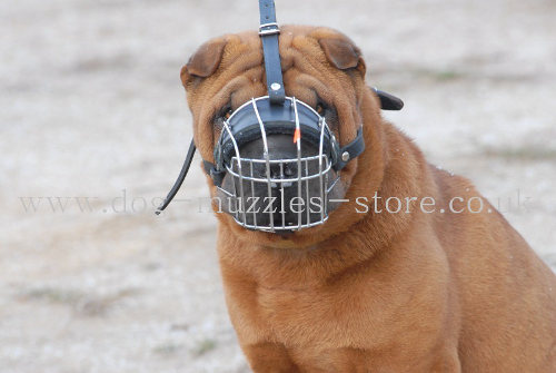 Chinese Shar Pei Muzzle UK