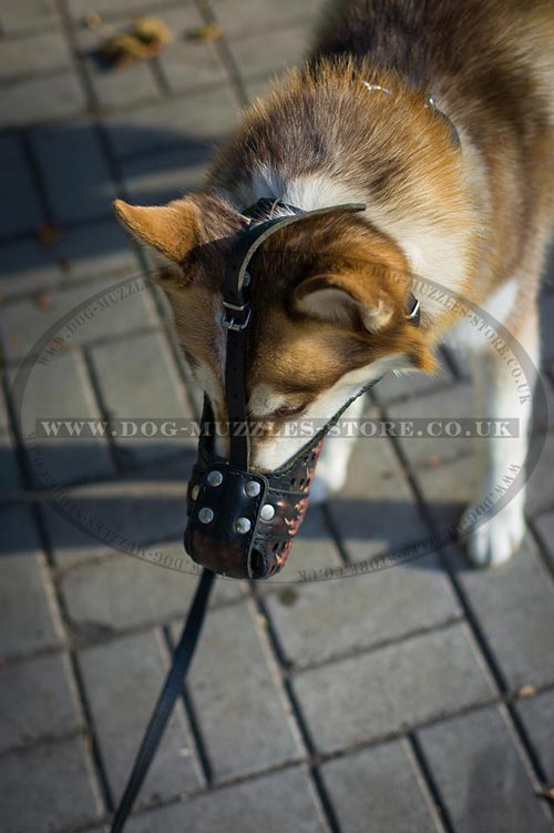 Siberian Husky Large Dog Muzzle