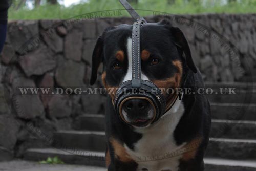 Swiss Mountain Dog Loop Muzzle