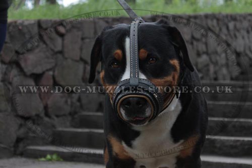 Swiss Mountain Dog Loop Muzzle