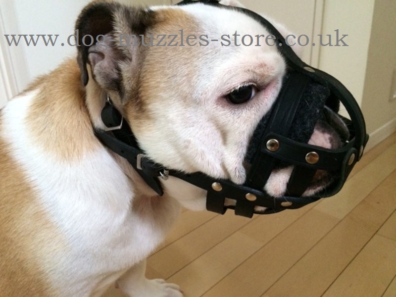 Soft Leather Muzzle For English Bulldog