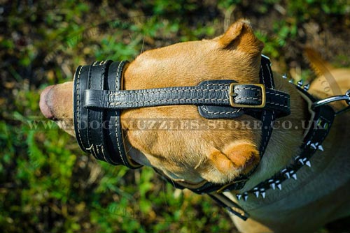 No Bark Dog Muzzle for Pitbull UK