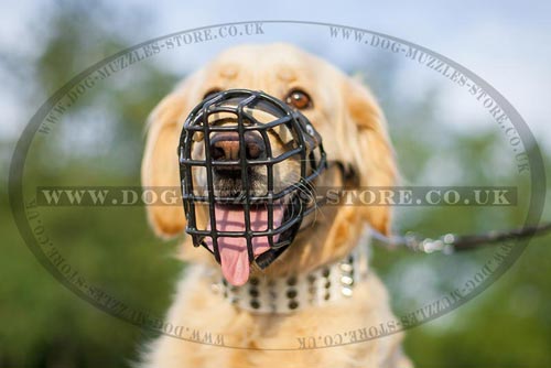 Best Muzzle for Golden Retriever