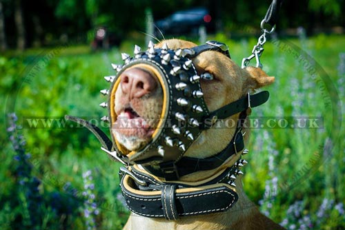 Pitbull Muzzle UK