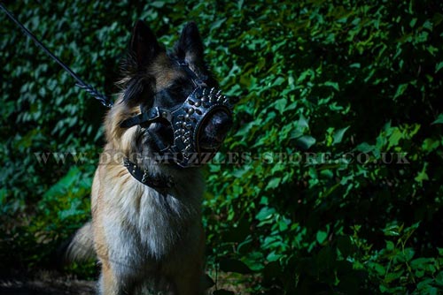 Padded Dog Muzzle Loop for Belgian Shepherd Tervuren