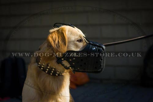 Golden Retriever Muzzle UK