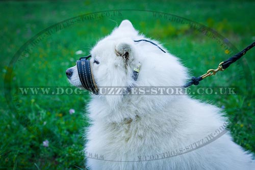 Samoyed Muzzle to Stop Dogs Barking