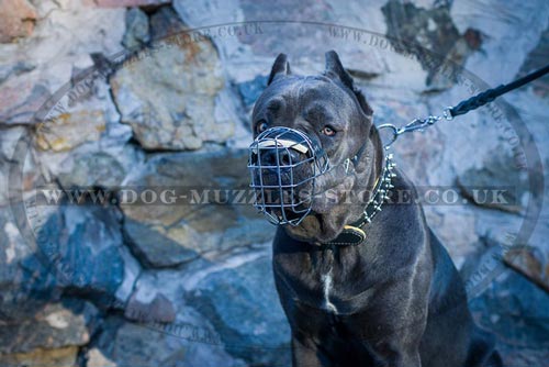 Cane Corso Muzzle UK