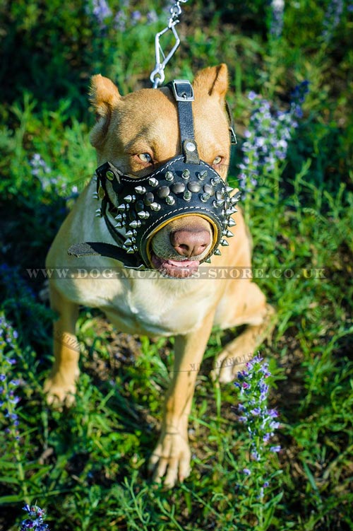 leather dog muzzle for Pitbull