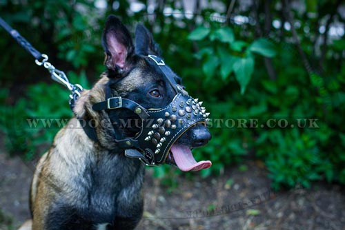 Spiked Dog Muzzle for Belgian Malinois