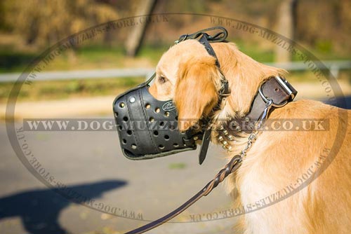 Golden Retriever Muzzle UK