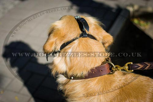 Golden Retriever Muzzle UK