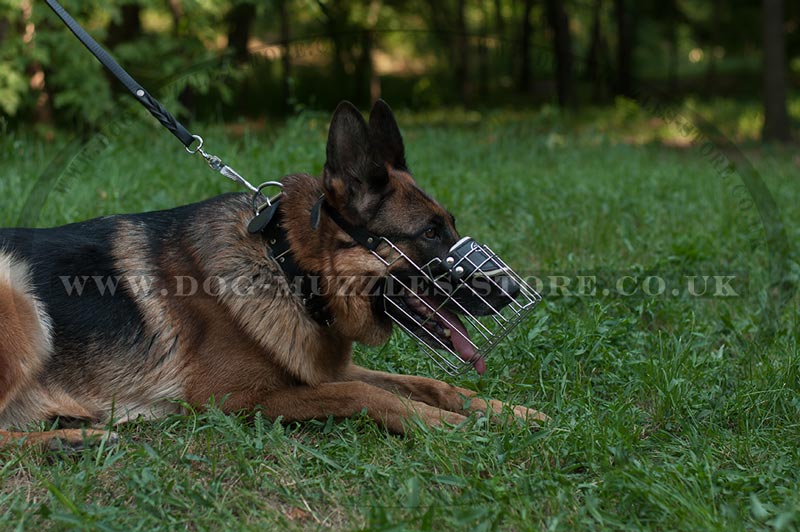 Best lead sales for german shepherd