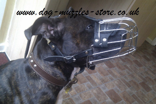 Staffie Muzzles UK