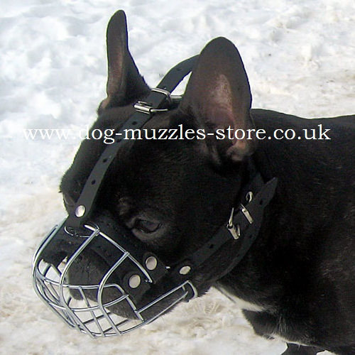 French Bulldog Muzzle for Sale