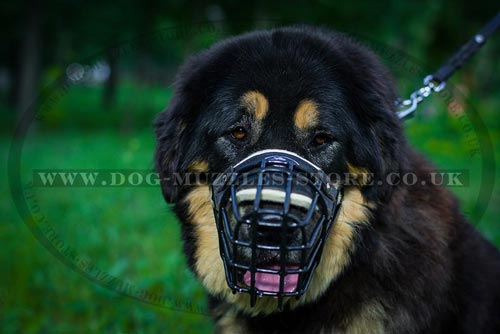 Tibetian Mastiff Muzzle for Large Dogs