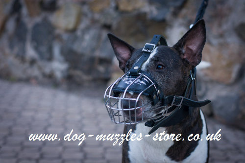 English Bull Terrier Muzzle Size