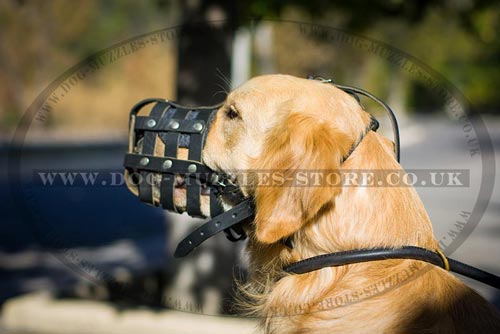 Golden Retriever Muzzle Size