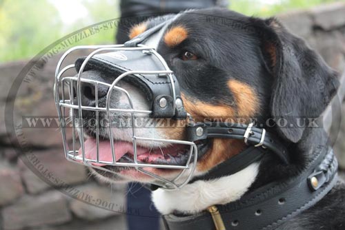 Padded Dog Muzzle Basket for Swiss Mountain Dog